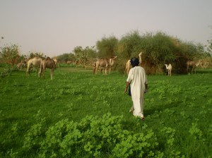 Zelená Sahara po deštích, okolí Kidalu, sever Mali, srpen 2008.