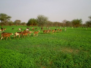 Stáda se pasou bez dohledu pastevců. Okolí Kidalu, sever Mali, srpen 2008.
