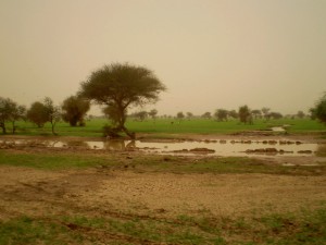 Po dešti, okolí Kidalu, sever Mali, srpen 2008.