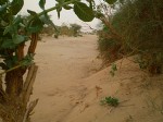 Vádí - vyschlé řečiště. Adrar des Ifoghas, Mali.
