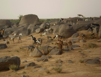 Stádo a pastviny. Adrar des Ifoghas, Mali.